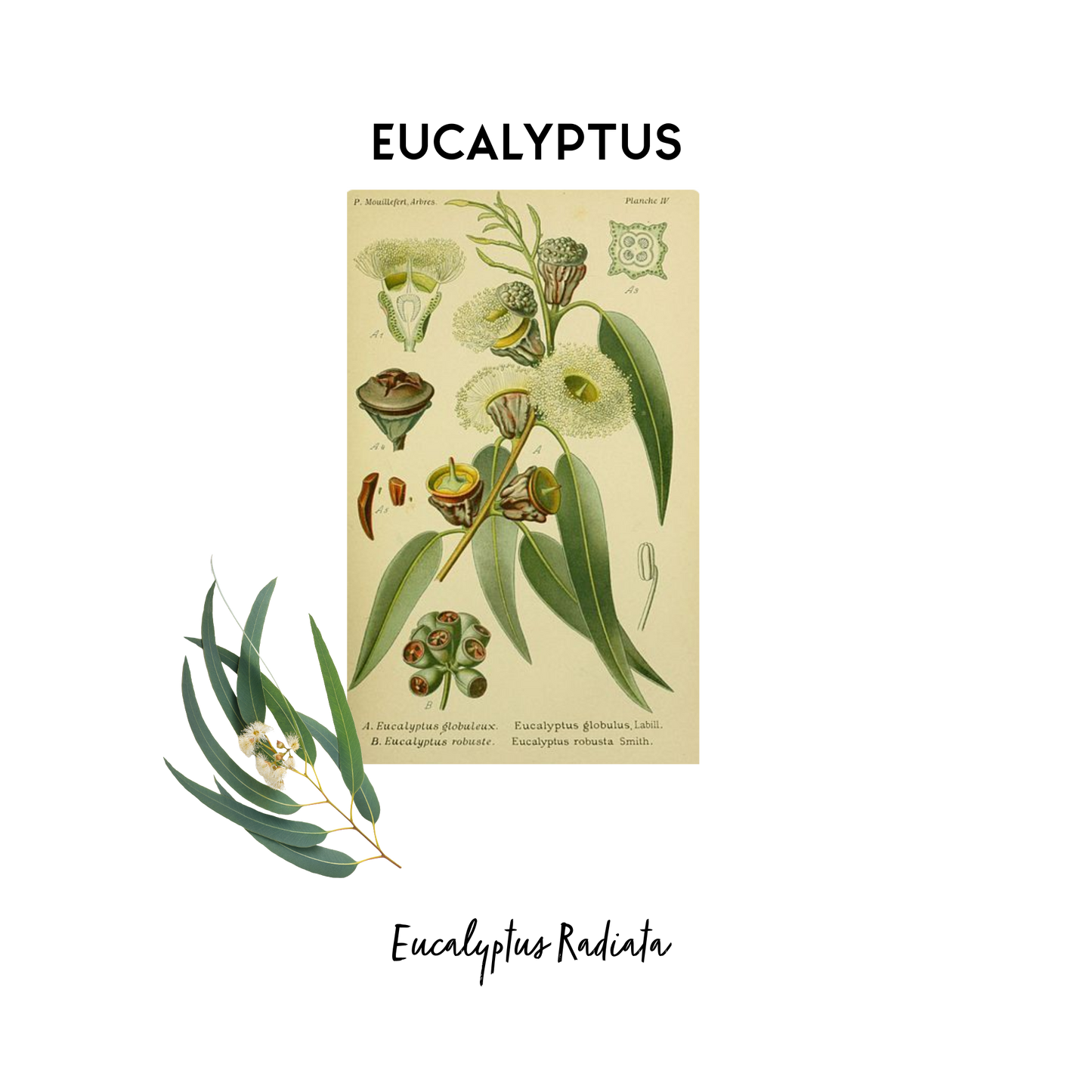 Stylised image of a botanical print of Eucalyptus in its natural form that is used as an essential oil in Kalmyen scents. 