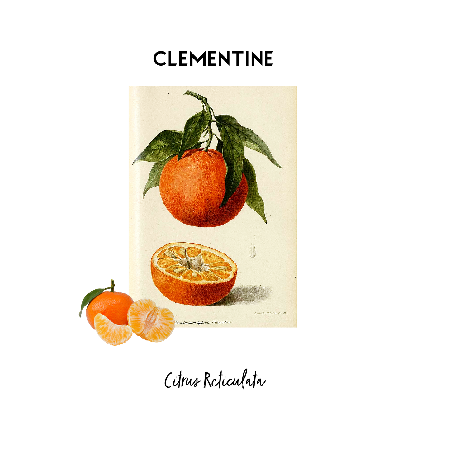 Stylised image of a botanical print of Clementine in its natural form that is used as an essential oil in Kalmyen scents. 