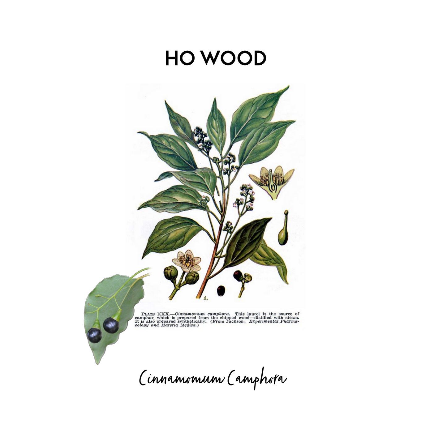 Stylised image of a botanical print of Ho Wood in its natural form that is used as an essential oil in Kalmyen scents. 