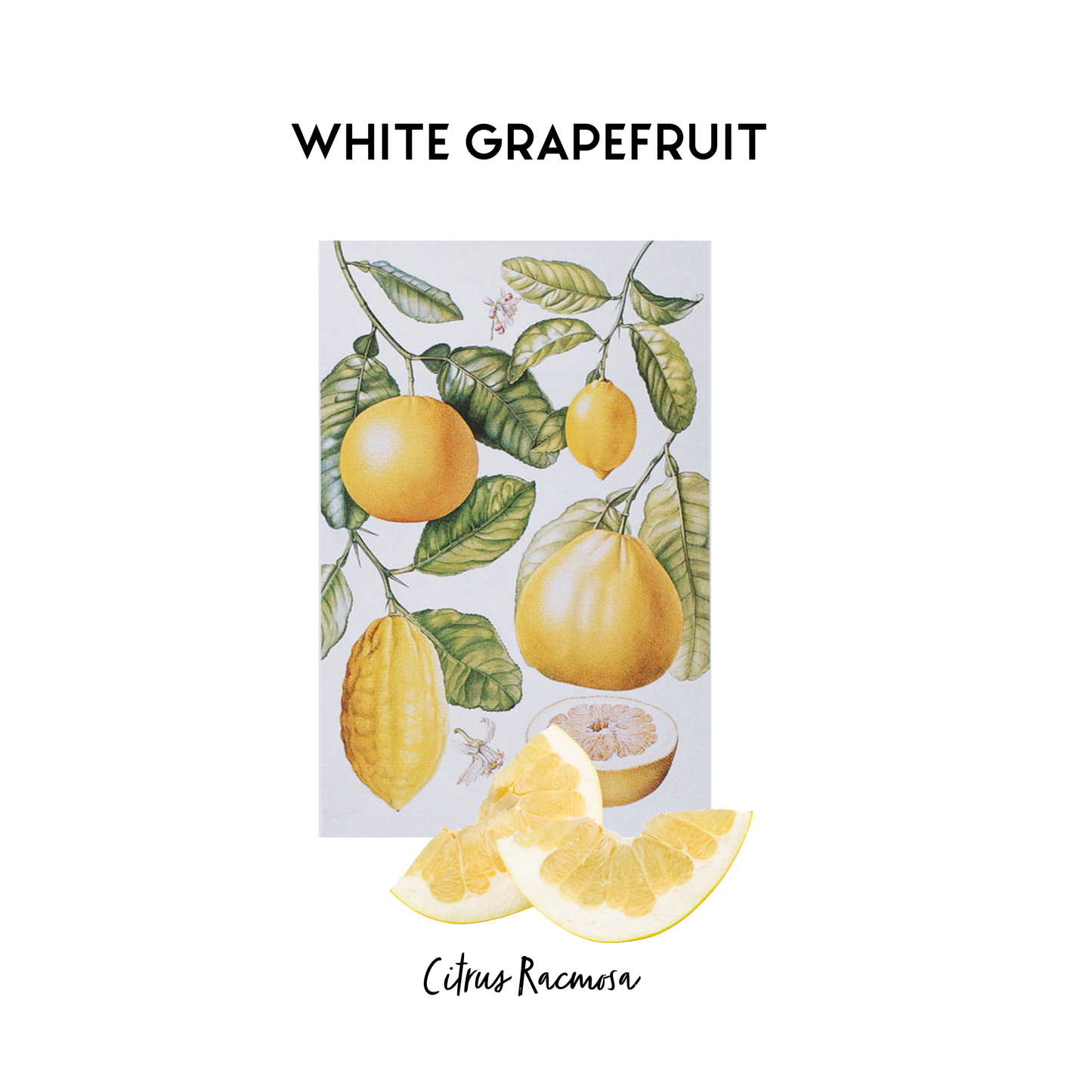 Stylised image of a botanical print of White Grapefruit in its natural form that is used as an essential oil in Kalmyen scents. 