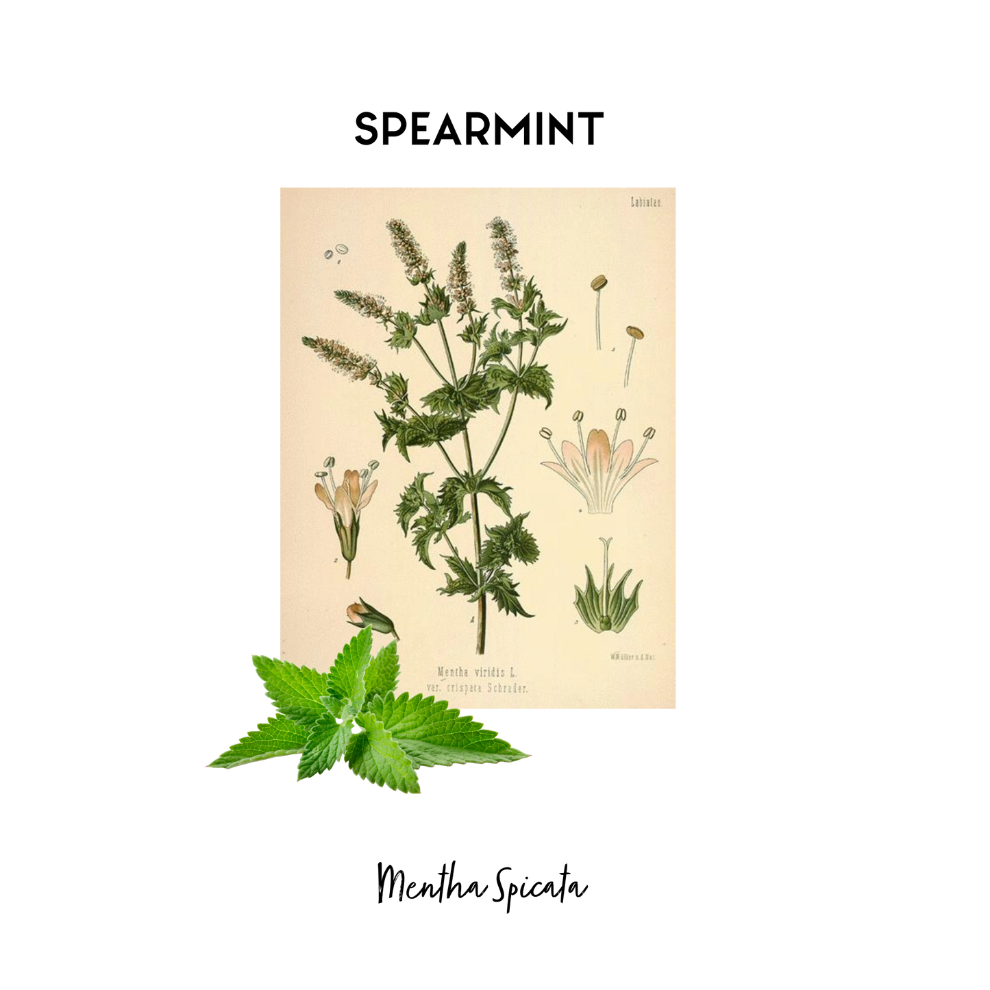 Stylised image of a botanical print of Spearmint in its natural form that is used as an essential oil in Kalmyen scents. 