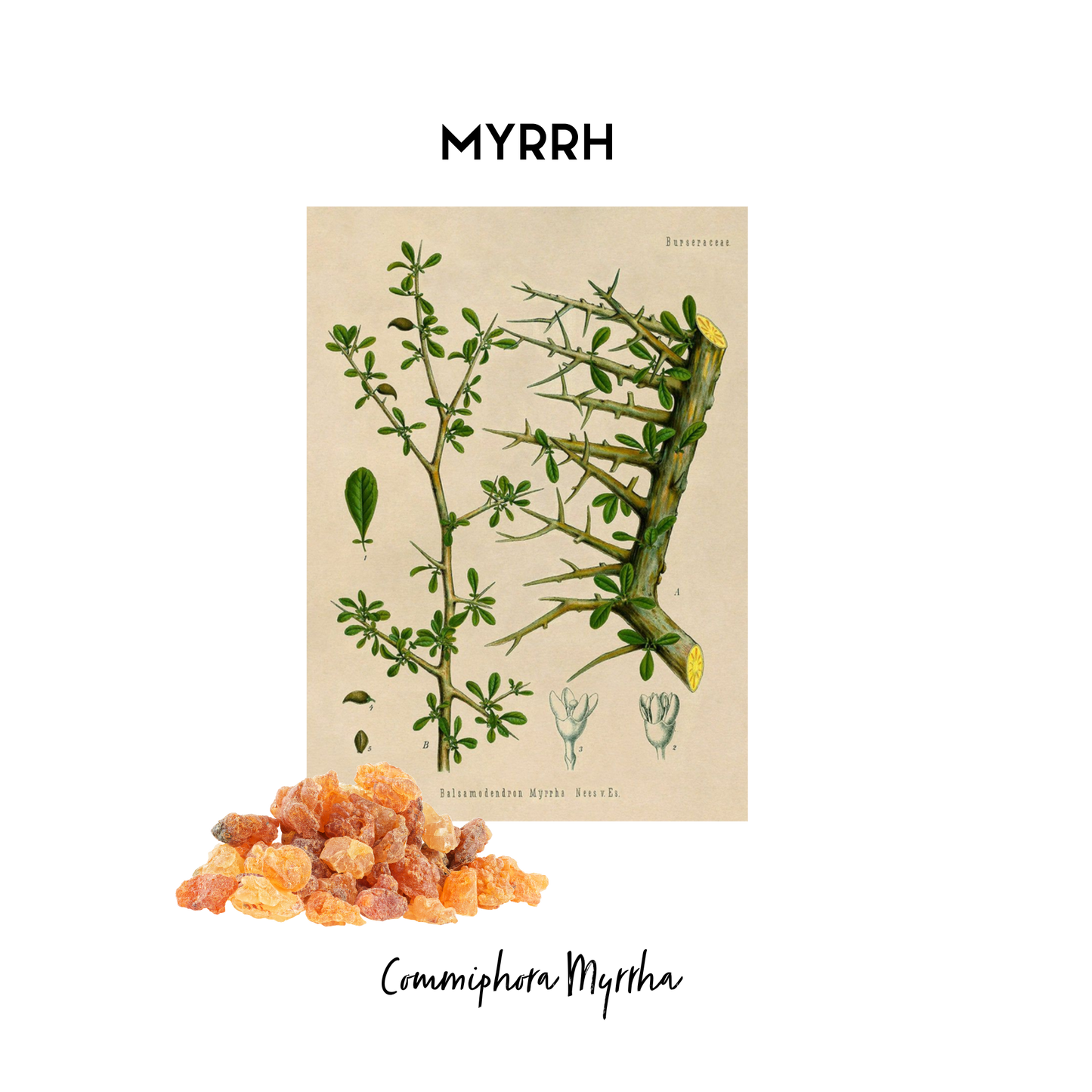 Stylised image of a botanical print of Myrhh in its natural form that is used as an essential oil in Kalmyen scents. 