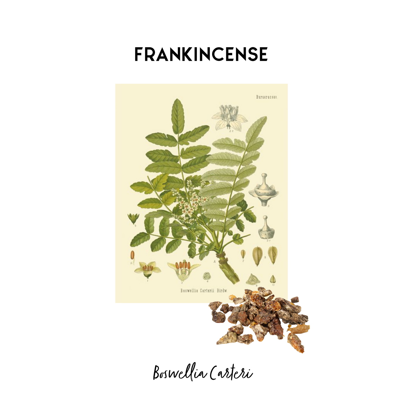 Stylised image of a botanical print of Frankincense in its natural form that is used as an essential oil in Kalmyen scents. 