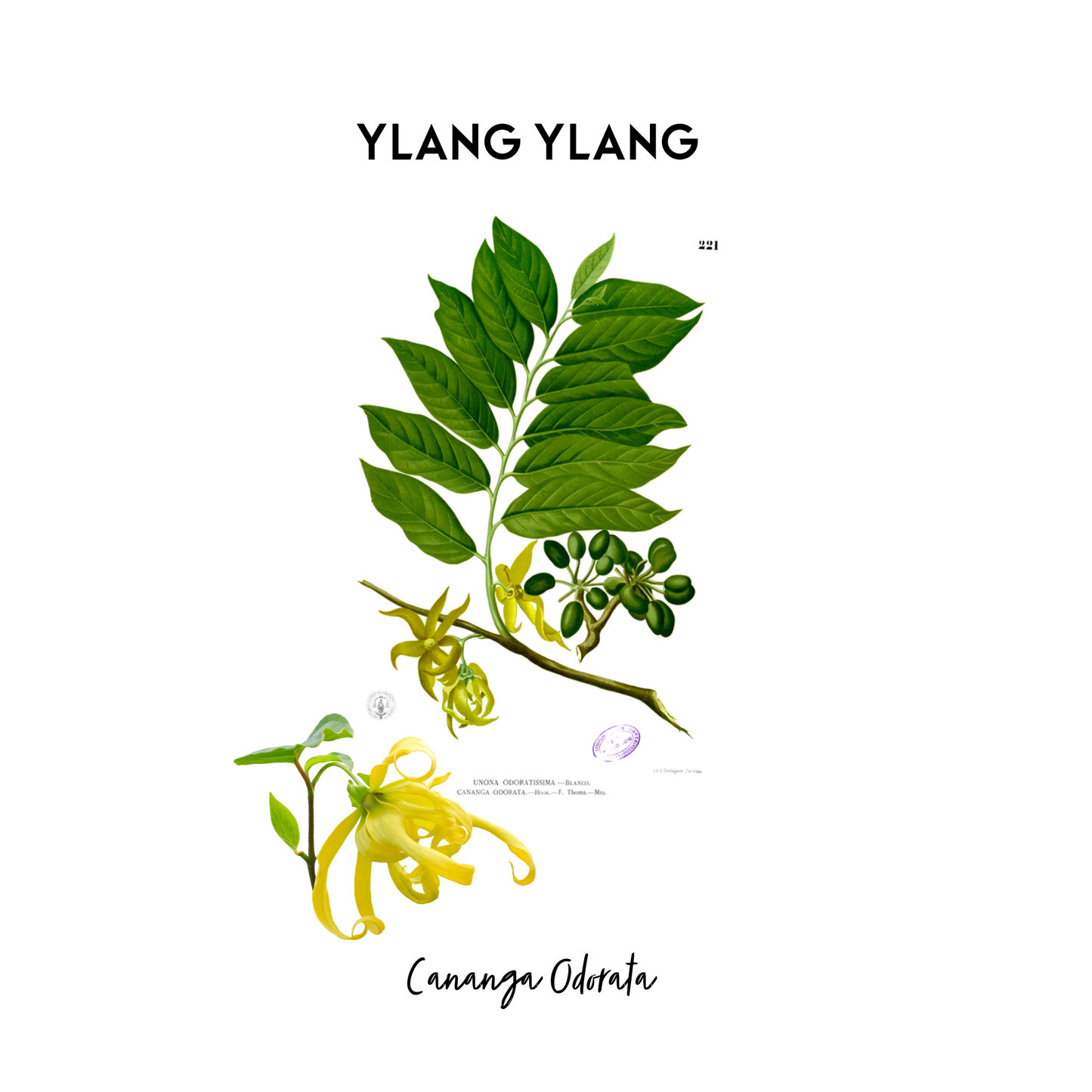 Stylised image of a botanical print of Ylang Ylang in its natural form that is used as an essential oil in Kalmyen scents. 