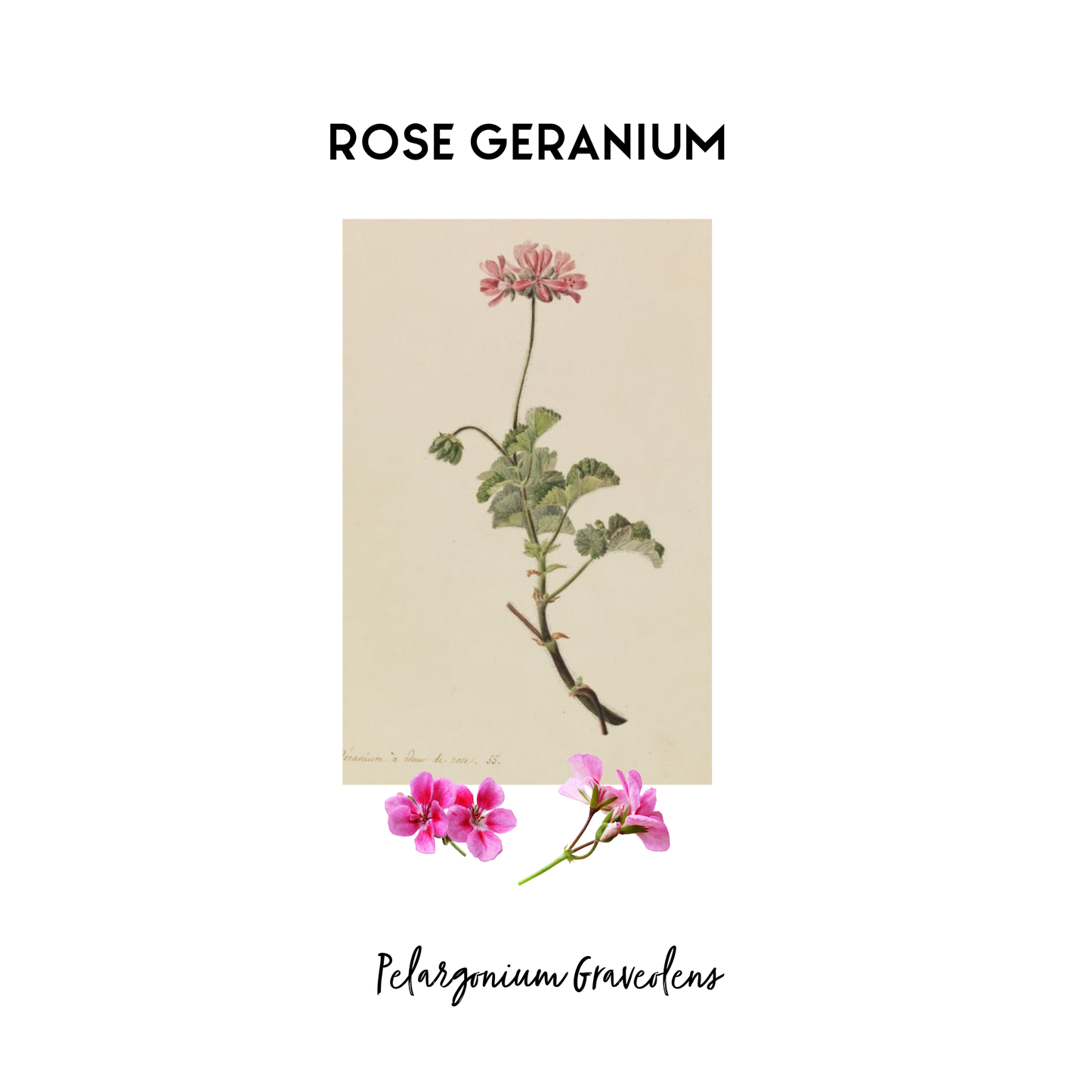 Stylised image of a botanical print of Rose Geranium in its natural form that is used as an essential oil in Kalmyen scents. 