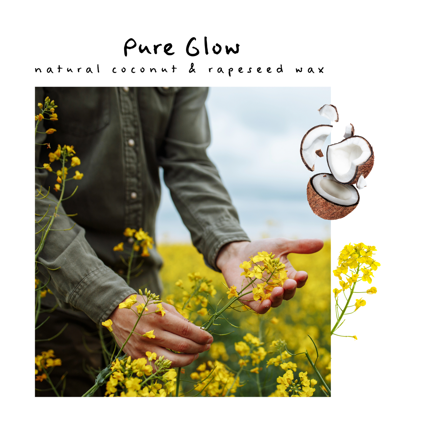 image of a field of rapeseed flowers, toms hands in a green linen shirt holding a natural stem of rapeseed flowers, a cracked open coconut is on the right side of the image.